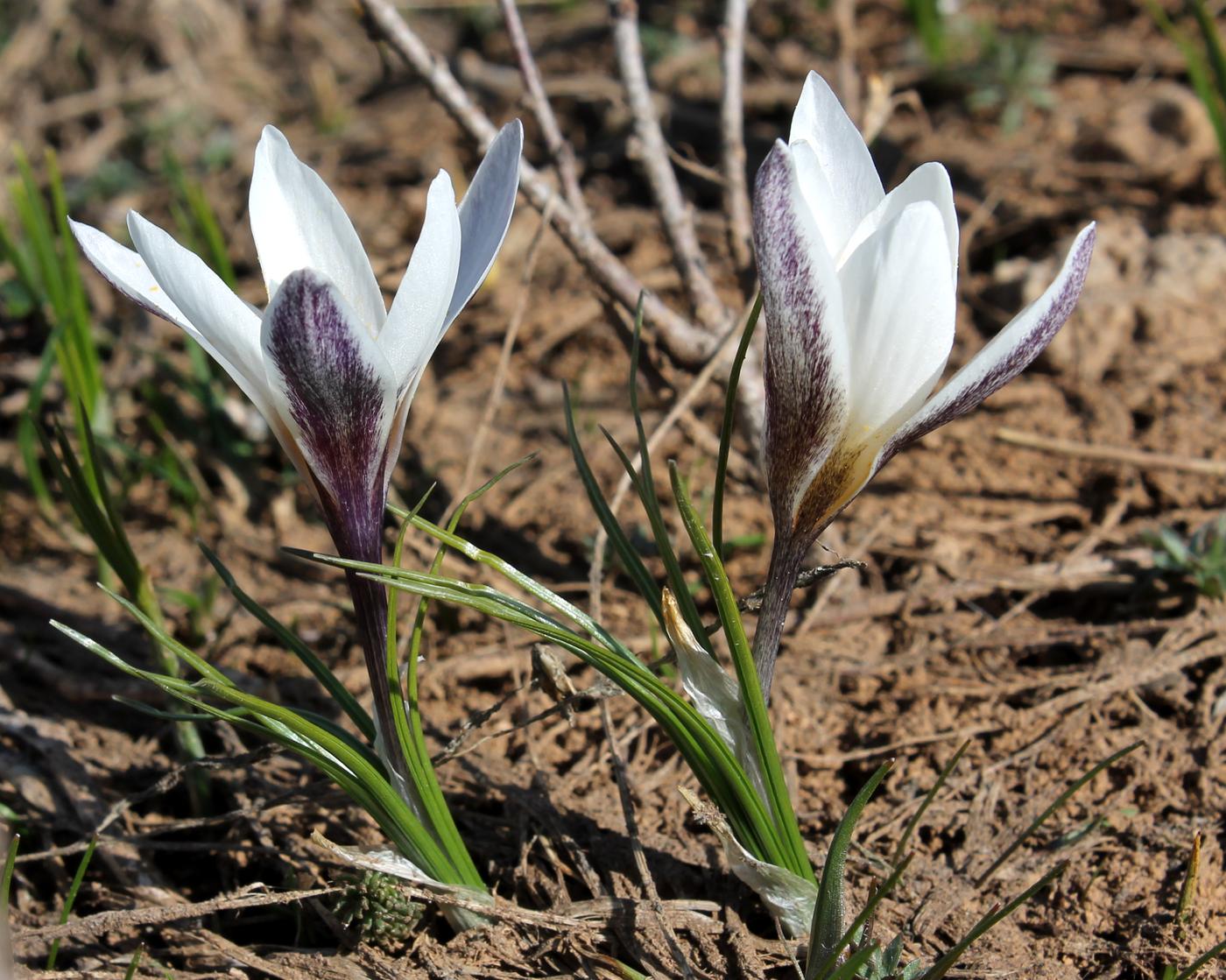 Изображение особи Crocus alatavicus.