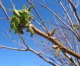 Juglans mandshurica. Верхушка побега с распускающимися листьями и мужскими соцветиями. Тверская обл., г. Тверь, Заволжский р-н, пос. Киселёво, в культуре. 28 апреля 2019 г.