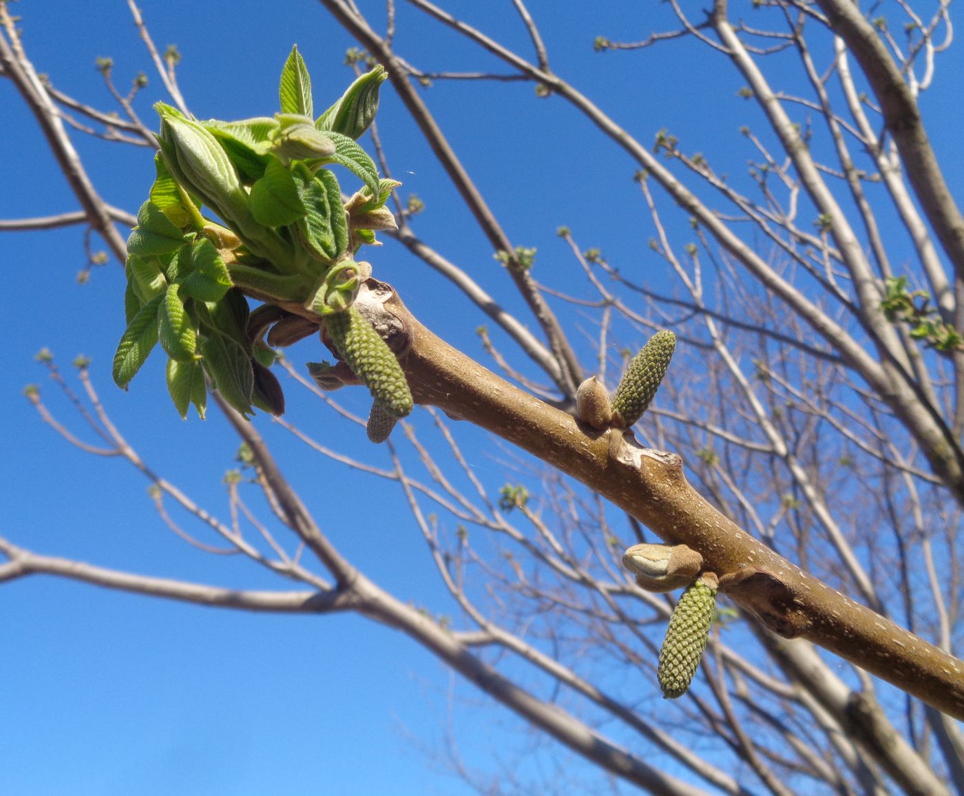 Изображение особи Juglans mandshurica.