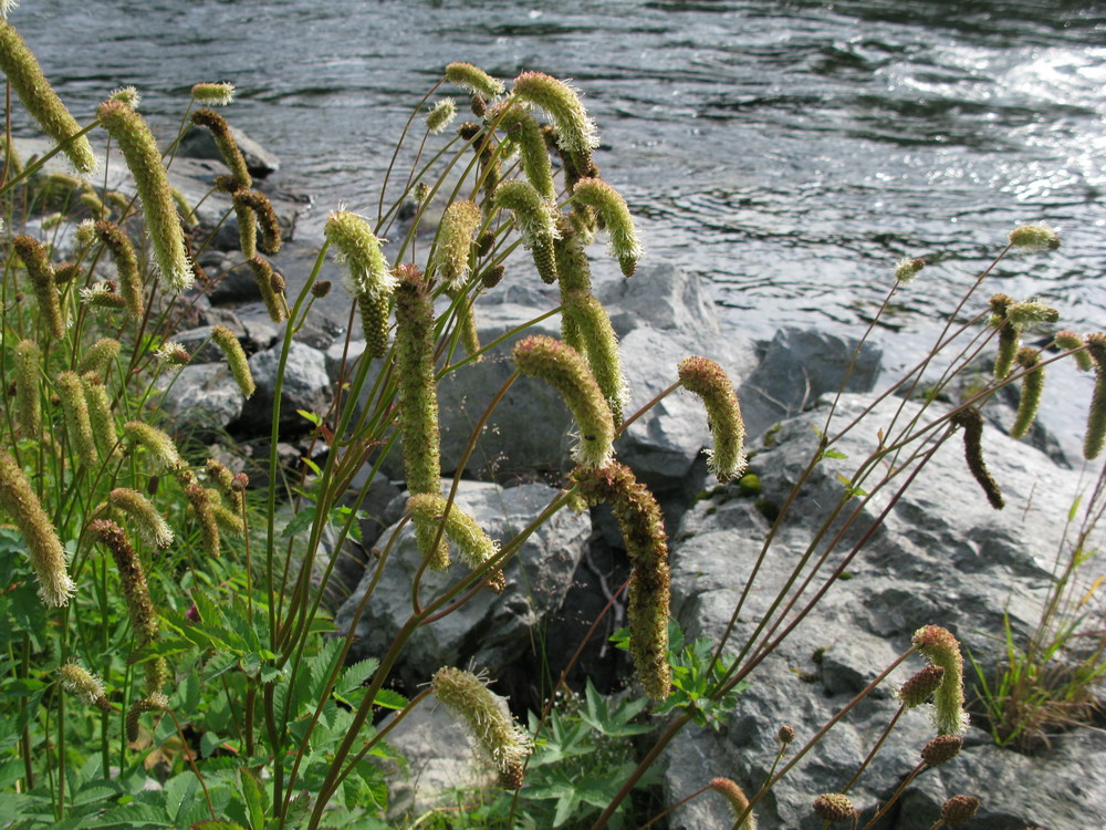 Изображение особи Sanguisorba alpina.