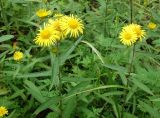 Inula japonica. Цветущие растения. Приморский край, окр. г. Артем, холм за частными домами южнее ул. Л. Толстого. 10.08.2019.