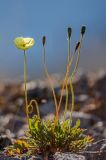 Papaver lapponicum. Цветущее и плодоносящее растение. Мурманская обл., Ловозерские тундры, каменистый склон. 29.07.2013.