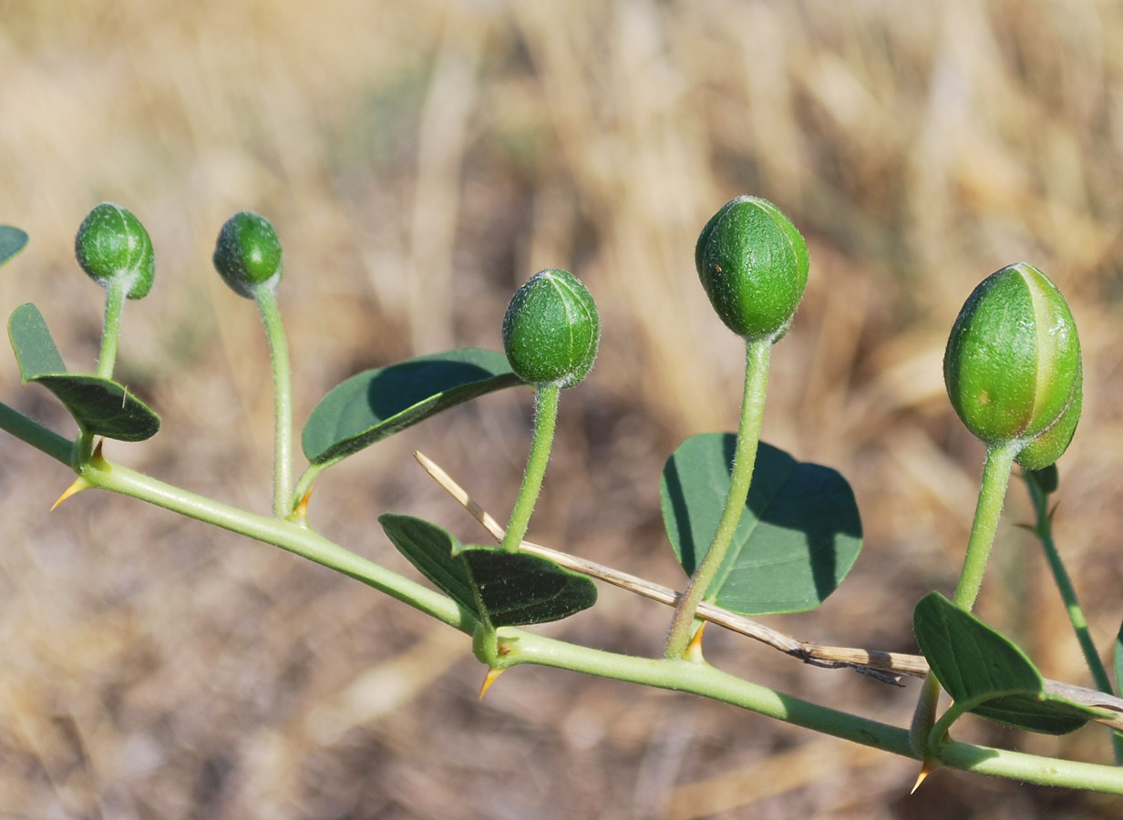 Изображение особи Capparis herbacea.