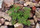 Geranium robertianum. Вегетирующее растение. Новгородская обл., берег оз. Ильмень, геологический памятник \"Ильменский глинт\", каменистый берег озера. 10.05.2019.