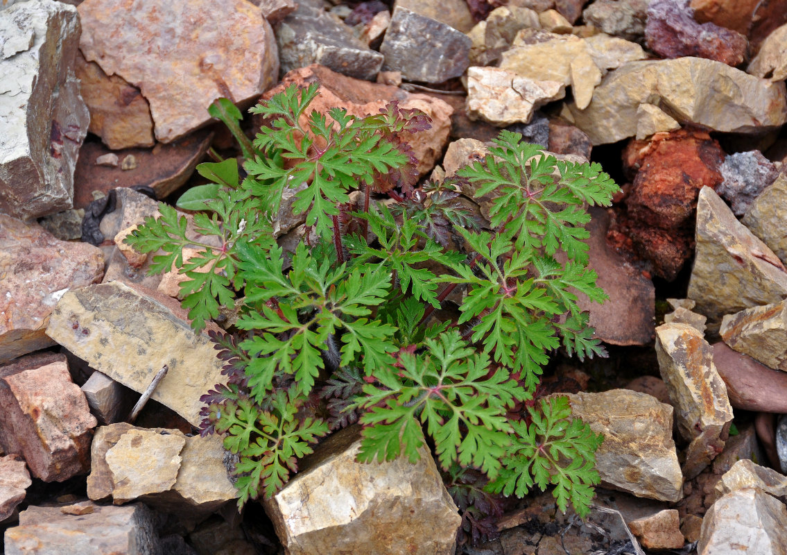 Image of Geranium robertianum specimen.