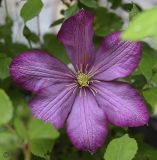 Clematis × jackmanii