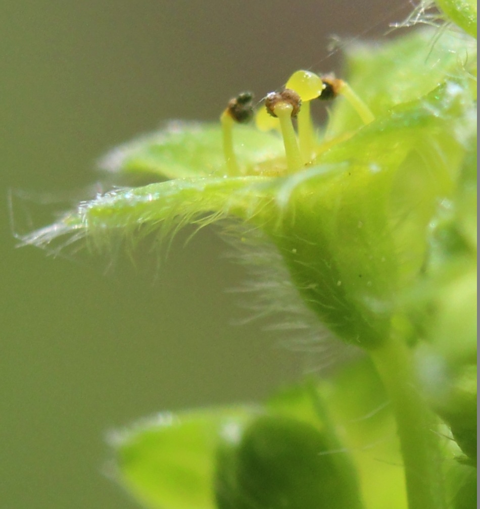 Image of Alchemilla monticola specimen.