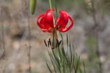 Lilium pumilum