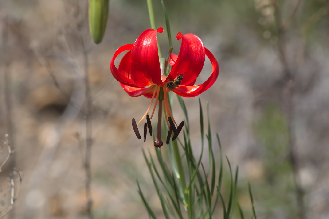 Image of Lilium pumilum specimen.