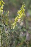 Melilotus officinalis. Соцветие со спящей улиткой и соплодие (слева). Крым, Бахчисарайский р-н, окр. пгт Куйбышево, пустырь. 27.06.2020.