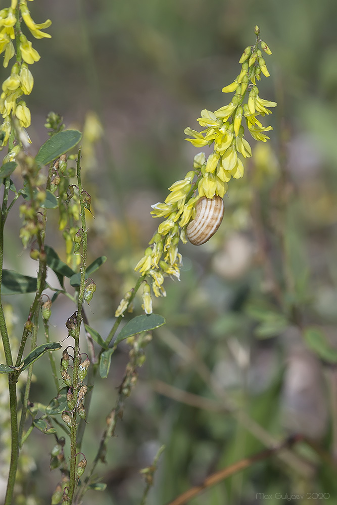 Изображение особи Melilotus officinalis.