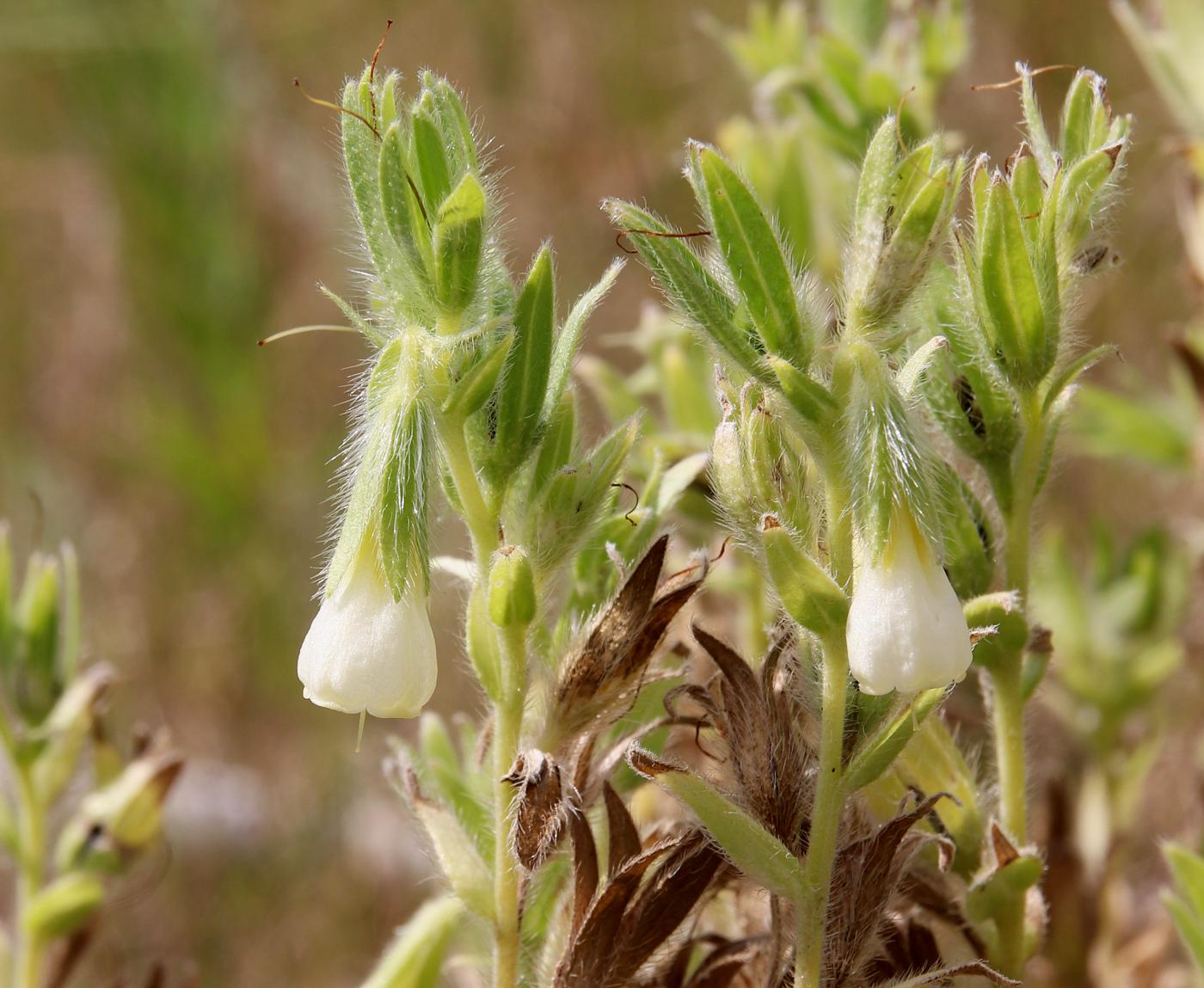 Image of Onosma transrhymnensis specimen.