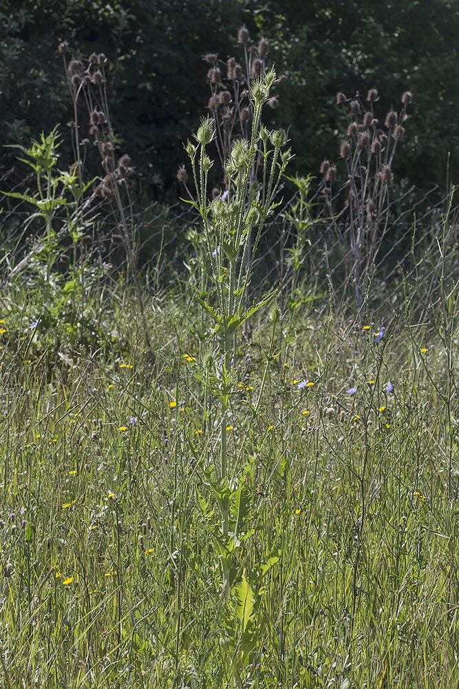 Изображение особи Dipsacus laciniatus.
