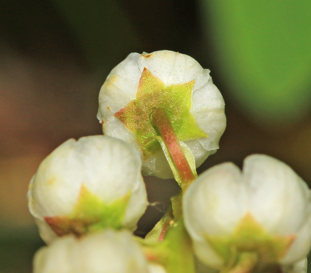 Изображение особи Pyrola minor.