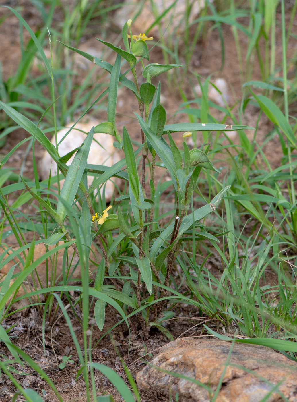 Изображение особи Commelina africana.