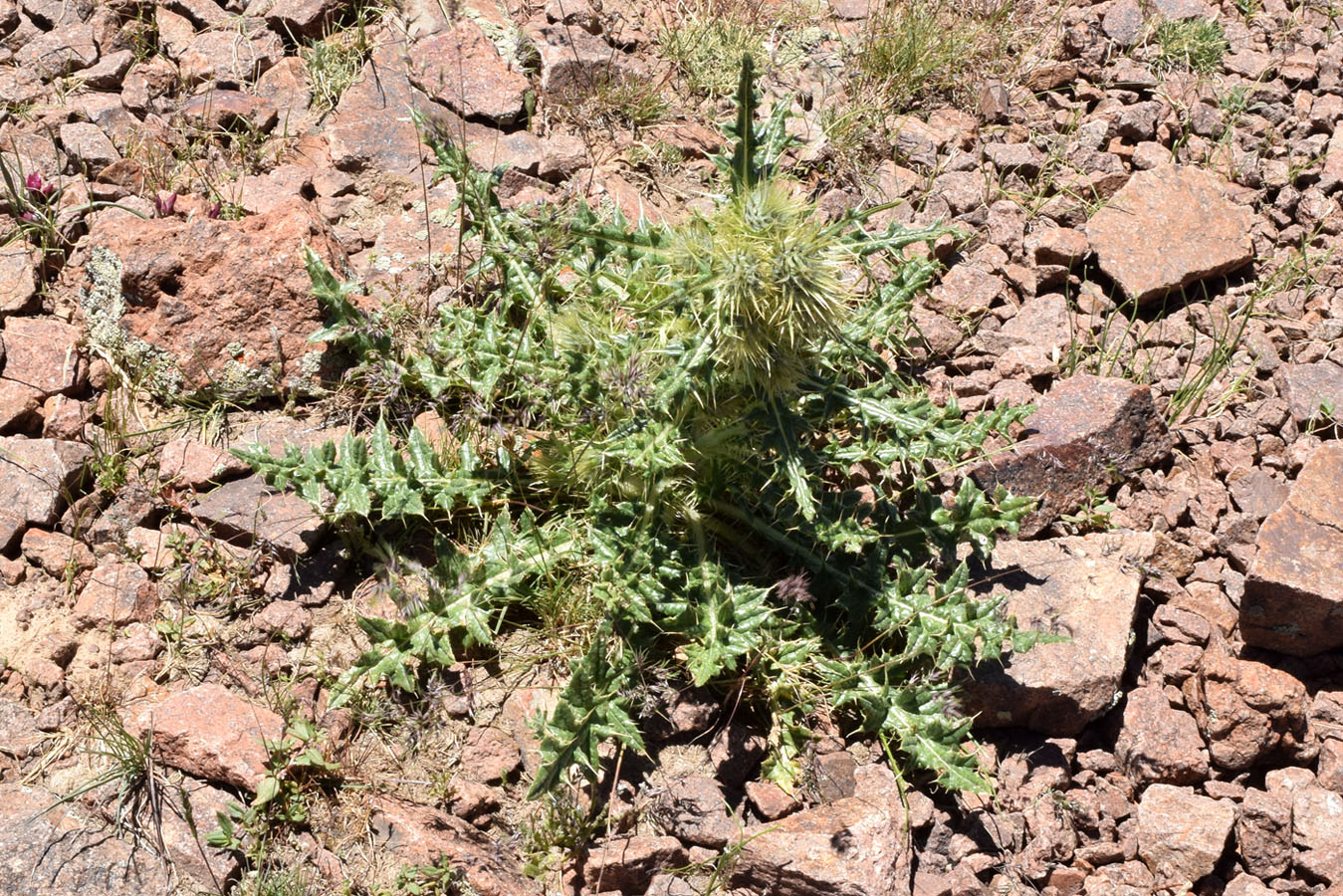 Image of Cirsium semenowii specimen.