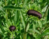 Rudbeckia hirta. Распускающиеся соцветия - нормальное и аномальное. Пермский край, пос. Юго-Камский, частное подворье. 6 июля 2020 г.