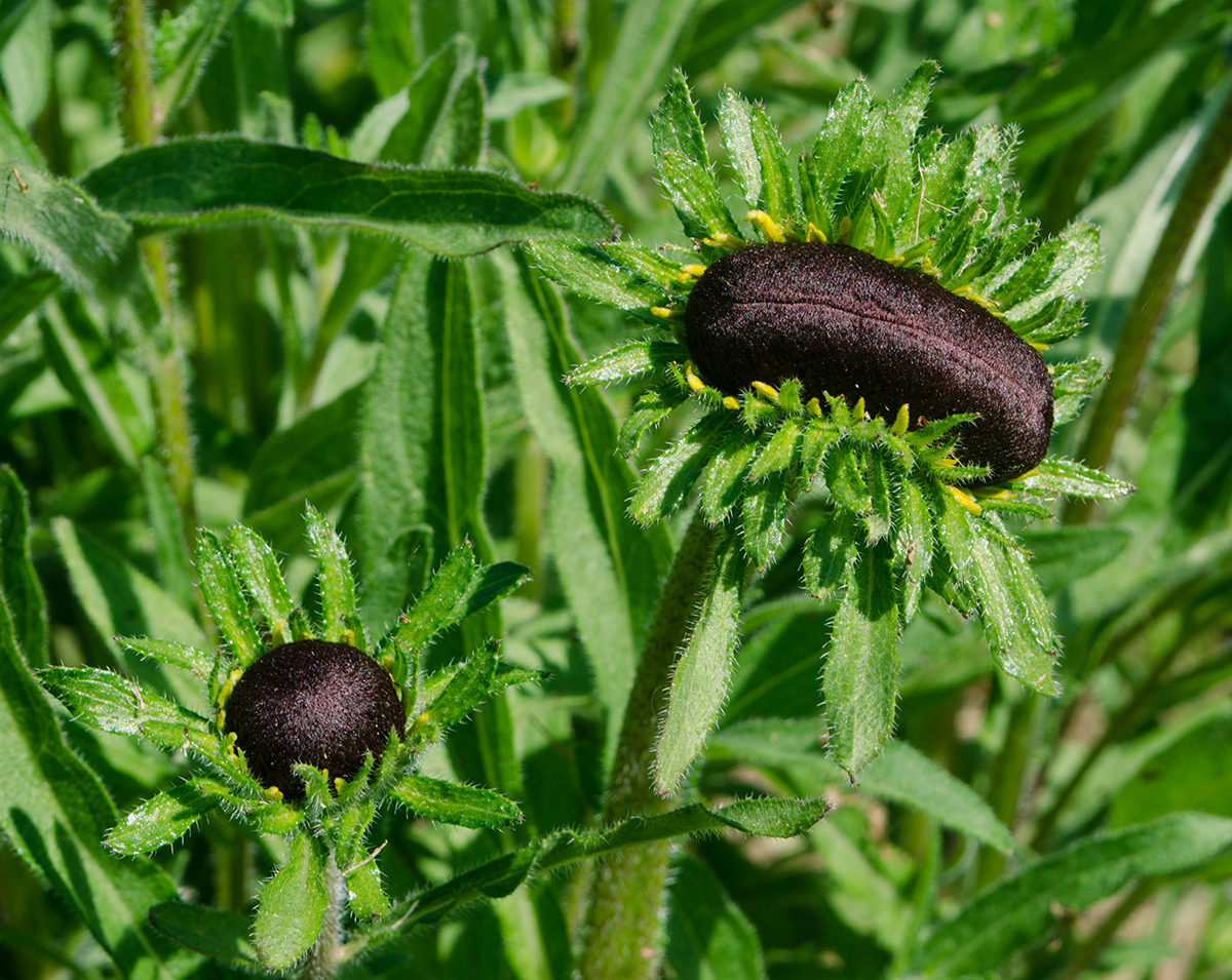 Image of Rudbeckia hirta specimen.