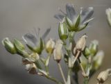 Image of taxon representative. Author is Лариса Крайник