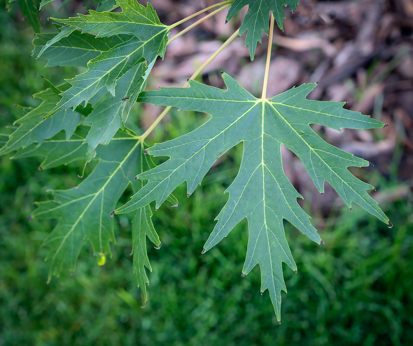 Image of Acer saccharinum specimen.