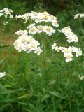 Achillea cartilaginea