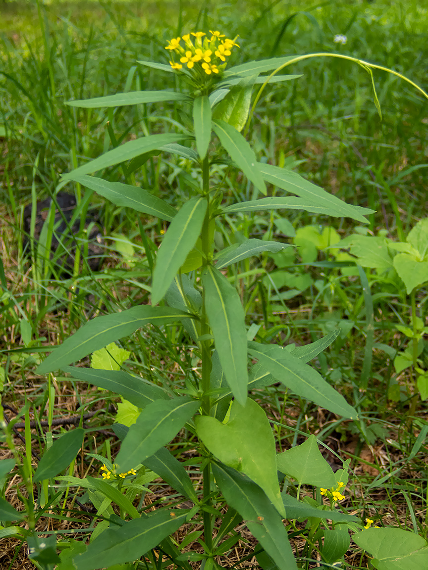 Изображение особи Erysimum cheiranthoides.