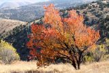 Armeniaca vulgaris. Дерево в осенней окраске. Казахстан, Туркестанская обл., Тюлькубасский р-н, хр. Таласский Алатау, заповедник \"Аксу-Жабаглы\", ≈ 1700 м н.у.м., пояс разреженных арчовников (посадки 1952-53 гг.). 14 октября 2020 г.