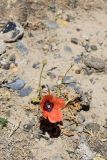 Papaver pavoninum