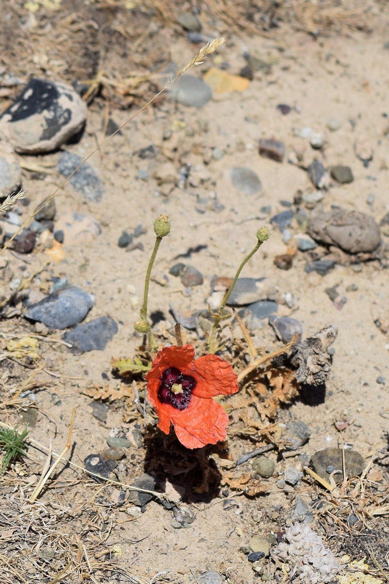 Image of Papaver pavoninum specimen.