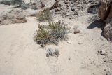 Zygophyllum stapffii. Вегетирующее растение. Намибия, регион Erongo, ок. 60 км к востоку от г. Свакопмунд, пустыня Намиб, национальный парк \"Dorob\", 320 м н. у. м. 03.03.2020.