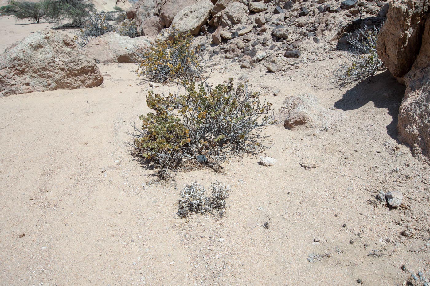 Image of Zygophyllum stapffii specimen.