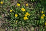 Taraxacum officinale