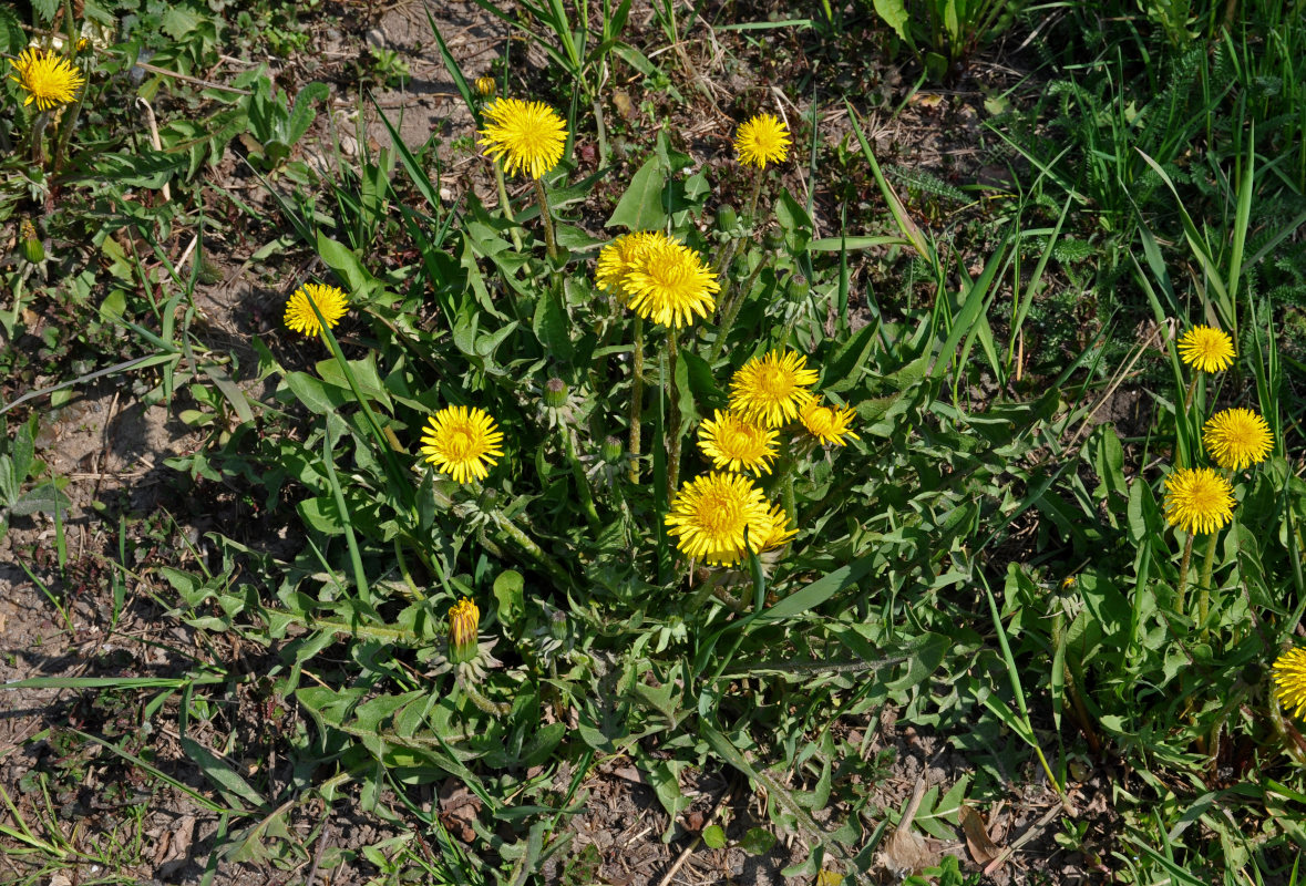 Изображение особи Taraxacum officinale.