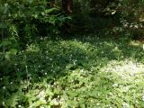 Fragaria moschata