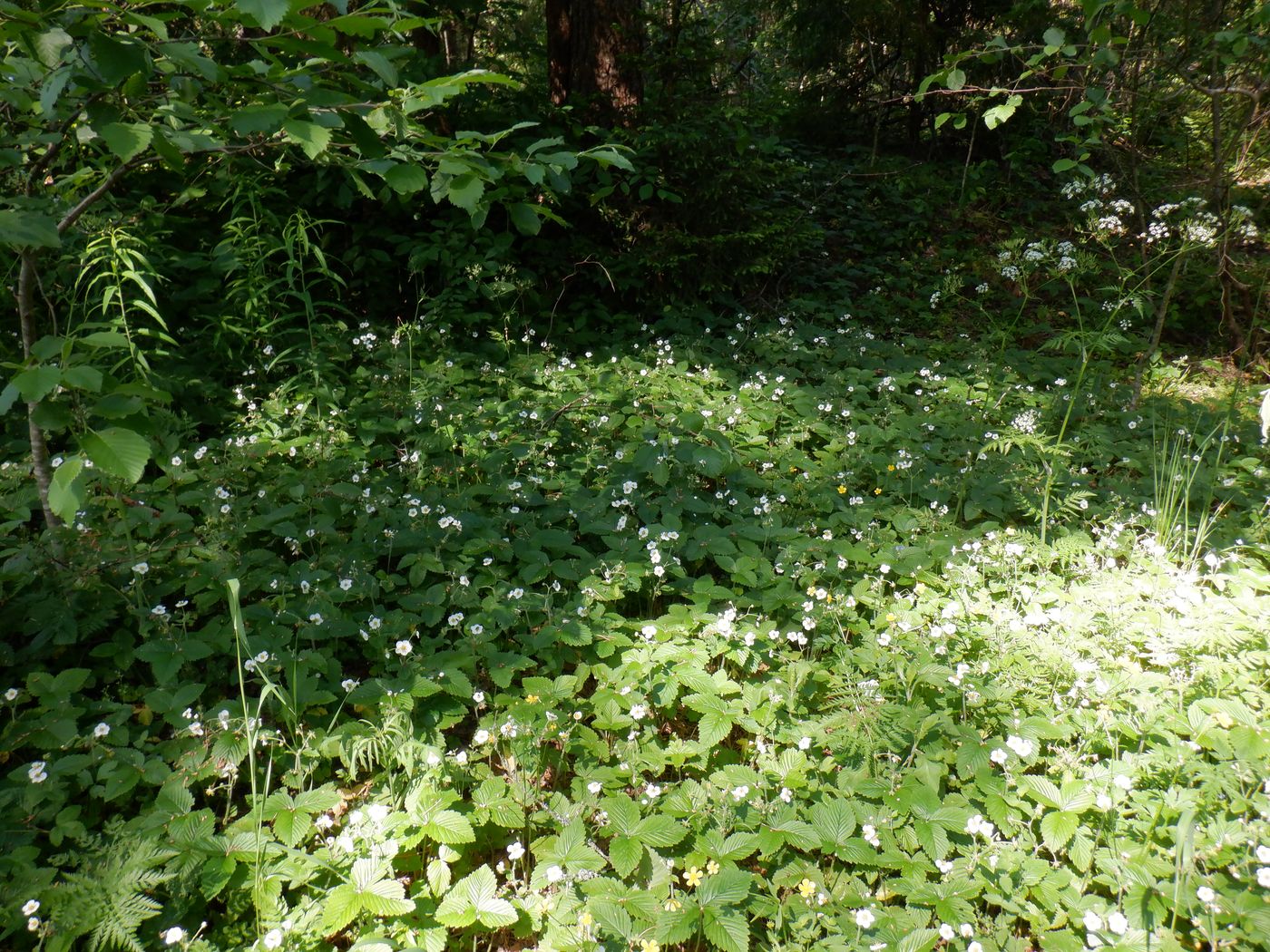 Изображение особи Fragaria moschata.