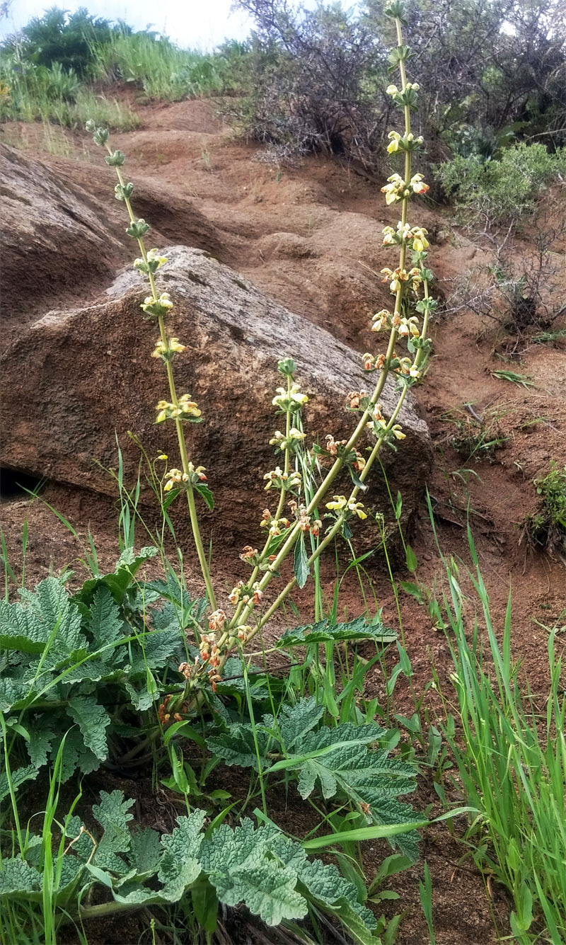 Изображение особи Phlomoides kaufmanniana.