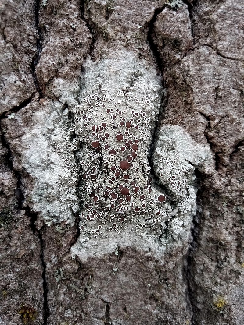 Изображение особи Lecanora allophana.