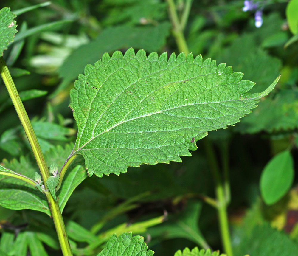 Изображение особи Isodon japonicus var. glaucocalyx.