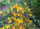 Caragana frutex