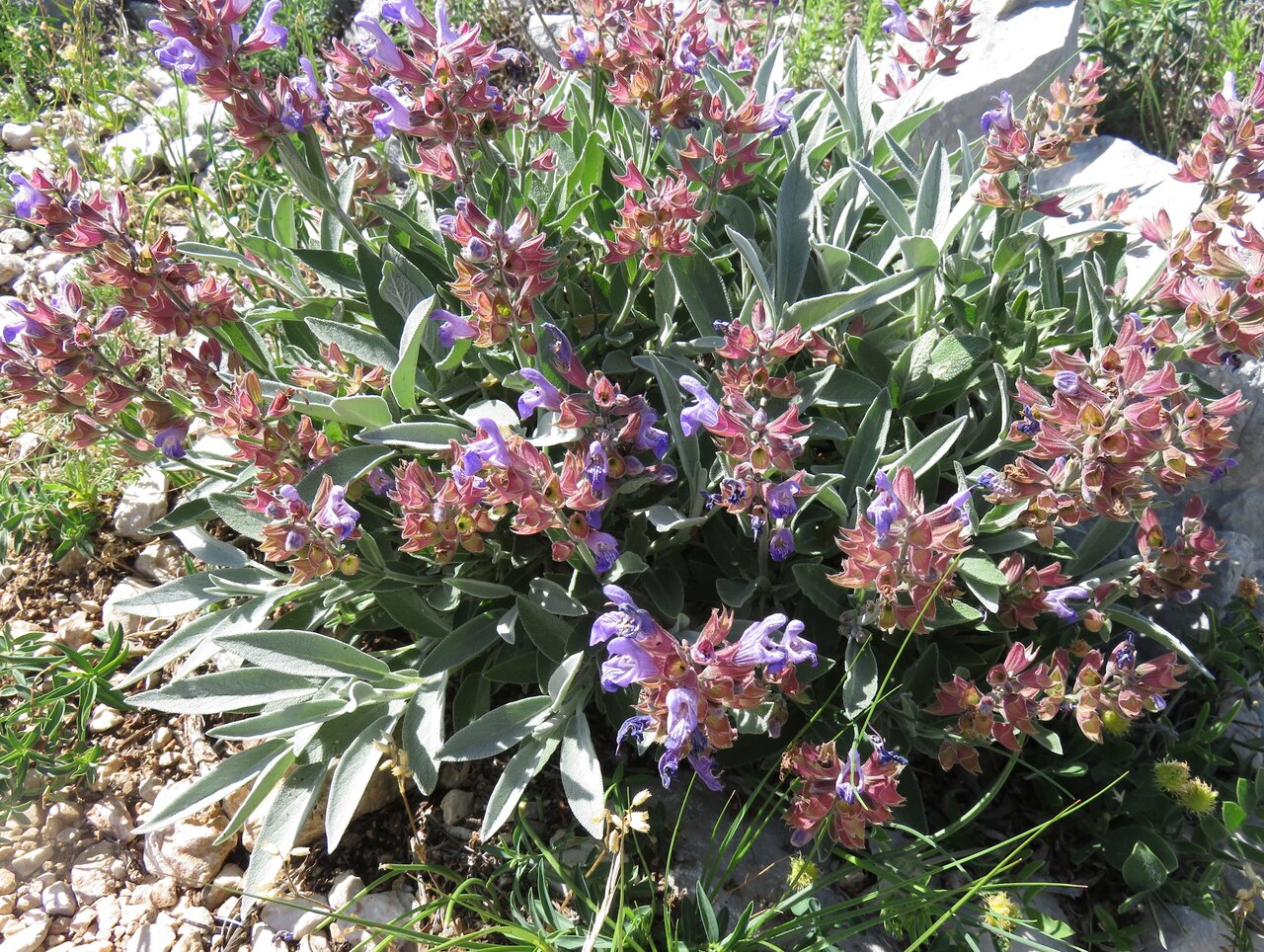 Изображение особи Salvia officinalis.