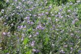 Malva sylvestris