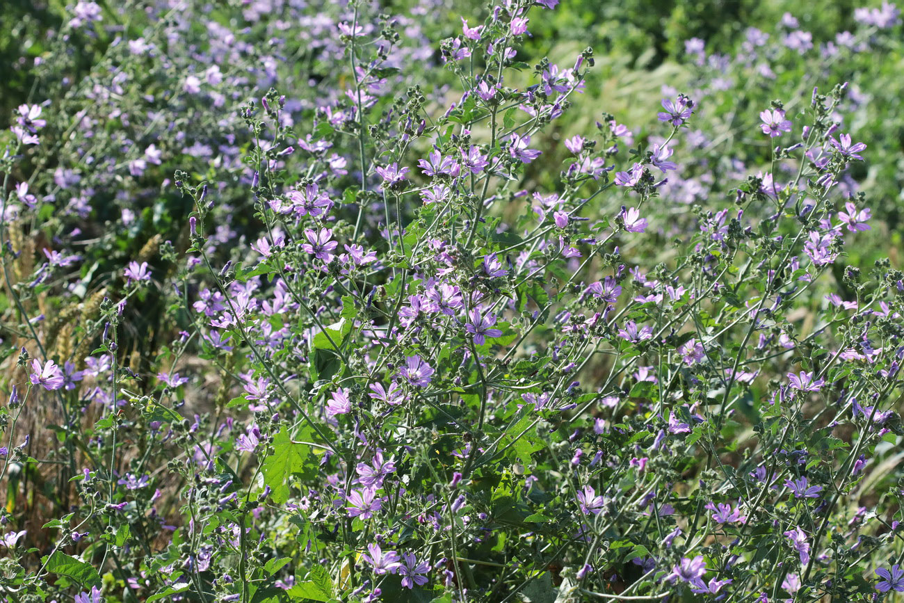 Image of Malva sylvestris specimen.