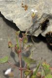 Geranium rotundifolium