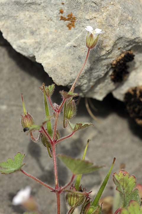 Image of Geranium rotundifolium specimen.