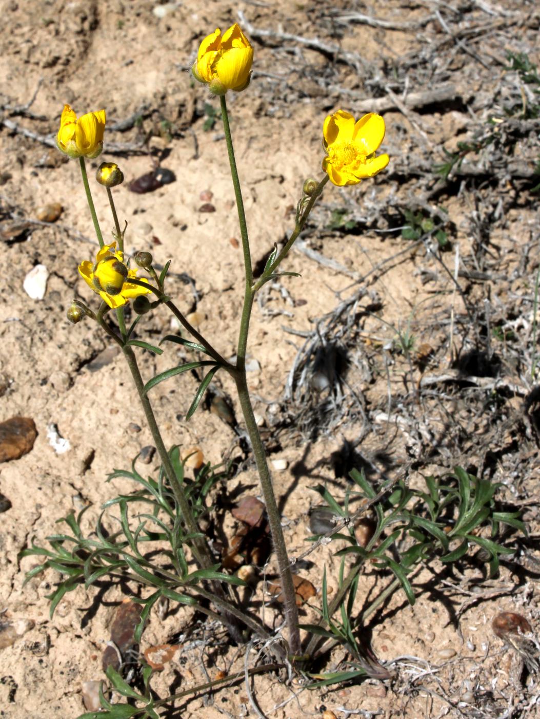 Image of Ranunculus platyspermus specimen.