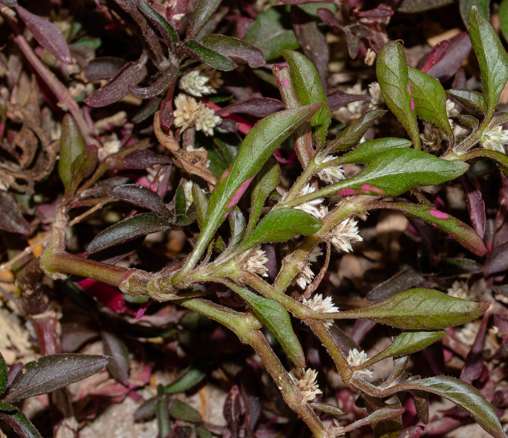 Image of Alternanthera ficoidea specimen.