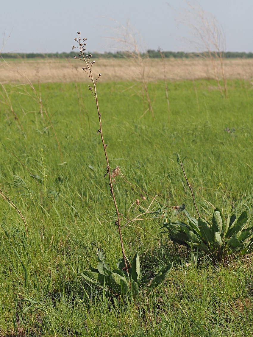 Изображение особи Senecio paucifolius.