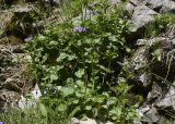 Cardamine raphanifolia