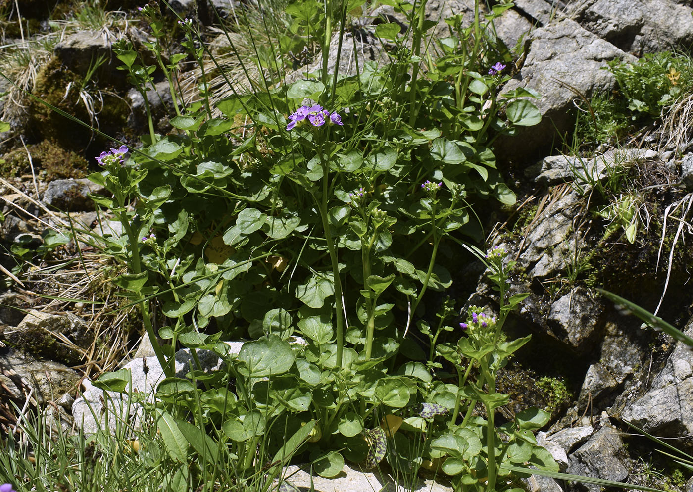 Изображение особи Cardamine raphanifolia.