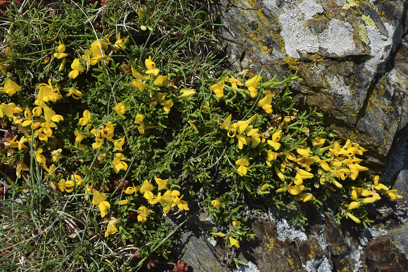 Изображение особи Genista pilosa.